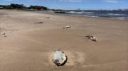 El motivo de la muerte de sábalos y bagres en playas de Montevideo y un pedido a la población