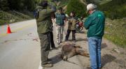 Huemul muere atropellado en sector Las Horquetas
