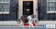 Este es Larry, el gato que cumplió 15 años como cazador de ratones del primer ministro de Reino Unido