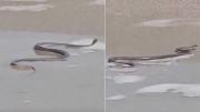 Haciendo zigzag: el video de una extensa víbora en una famosa playa de Rocha