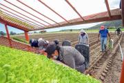 Gremios agrícolas alertan que restricciones a contratación de migrantes agravaría escasez de mano de obra en el Biobío