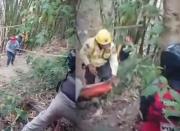 Muere hombre atacado por un enjambre de abejas en Turumo, Miranda