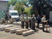 Desmantelan cultivos en O’Higgins y Biobío: son más de 37 mil plantas y 1.279 kilos de marihuana