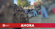 El momento exacto cuando árbol de gran tamaño cae en Parque Italia de Valparaíso: un fallecido