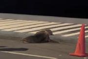 Un lobo marino cruzando en plena rambla: la imagen que sorprendió en Punta del Este