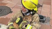 Historias conmovedoras de mascotas salvadas por bomberos tras incendio en Guayaquil