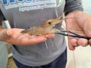 Bolivia logra hito en acuicultura: produce post-larvas de camarón gigante de Malasia