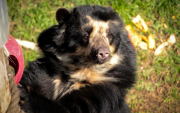 Celebra este sábado 21 el Día para la Protección de los Osos en el Parque de las Leyendas
