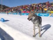 Tensión en los Juegos Olímpicos de Invierno: un perro lobo irrumpió en plena pista, cruzó la meta y olfateó a una esquiadora argentina