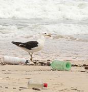 SUFRE el ecosistema por colillas en playas