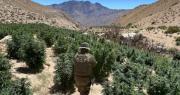 OS7 Limarí y GOPE Coquimbo incautan droga a granel en operativo cordillerano