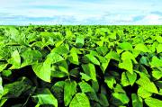 Las lluvias fueron favorables para el desarrollo de la soja
