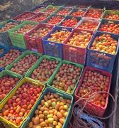 Incautan 30.000 kilos de tomate sin documentación en el Mercado de Abasto