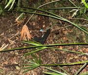 Intentó asaltar un comercio en Godoy Cruz y terminó detenido