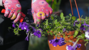 Cómo propagar la planta de petunias a partir de esquejes: llena el jardín de flores coloridas