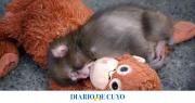 La conmovedora historia de Punch, el monito que fue abandonado por su madre y que encontró consuelo en un peluche