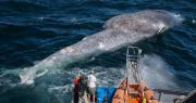 Las amenazas que enfrentan las ballenas en los mares chilenos