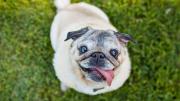 Ni bulldog francés, ni pug: la raza de perro familiar que puede tener problemas respiratorios