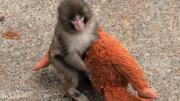 Un mono abandonado y su inseparable peluche conquistan Japón y las redes sociales