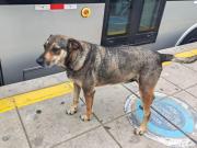 ¿Qué pasó con los perritos de la estación Naranjal? (VIDEO)