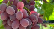El INTA desarrolló 9 variedades de uvas sin semillas y dos de ellas ganan terreno en Australia y Centroamérica