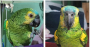 Una familia de Rawson busca a su mascota, el loro “Muñeco”: ofrecen recompensa