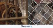Dos osos y una tigresa del ex zoo de Luján son trasladados a Europa