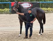 ¡A escena el gran prospecto! La Rinconada recibe al segundo ejemplar más caro de la subasta 2023