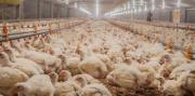 Confirman caso de influenza aviar en una granja comercial y Argentina volvió a cerrar sus exportaciones