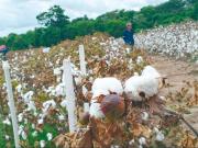 La producción de algodón cae un 70% y el sector entra en un estancamiento