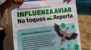 Uruguay declaró emergencia sanitaria por gripe aviar y restringió el movimiento de aves