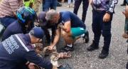 EN FOTOS: Atropellaron a cunaguaro en autopista Barquisimeto–Sarare, así lograron rescatarlo