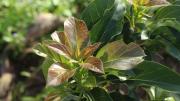 Qué significa que un árbol de palta tenga sus hojas secas