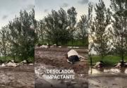 Encuentran una decena de vacas muertas después de un temporal en Córdoba