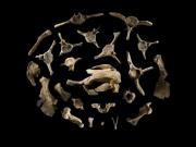 La vaca marina de 21 millones de años que ya cambiaba el océano como lo hacen las especies actuales