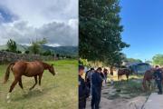 Robo millonario frustrado: hallaron a los caballos de polo ocultos bajo una lona