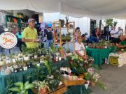 Se consolidan las ventas de cactus y suculentas