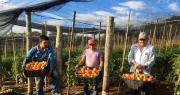 Supermercados buscan negociar con productores para adquirir tomate a precio real