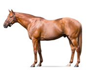 Subasta solidaria en Kentucky: Reliquias del turf mundial se ponen al servicio de la infancia