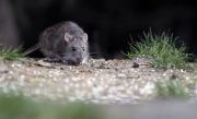 Muere hombre por hantavirus en Valparaíso: autoridades activan investigación epidemiológica