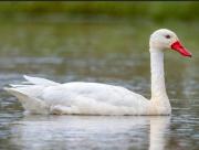 MGAP confirmó nuevo caso de gripe aviar e investiga posible contagio en predio comercial