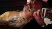 Por qué los perros aúllan cuando escuchan música: la explicación científica ancestral