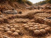 En perfecto estado: descubren más de 30 huevos de dinosaurios de 72 millones en España