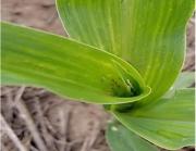 Chicharrita del maíz: qué dicen los últimos monitoreos de la EEAOC en el NOA