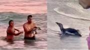 Investigan a una pareja tras sacar un pingüino del mar para sacarse una foto