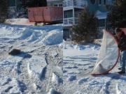 Interrumpió el tránsito para tomar una siesta: rescataron a una foca bebé en medio de la ruta