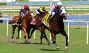 Tiz Dashing y Javier Castellano liquidan en la recta final el Canadian Turf Stakes (G3) de 175.000 dólares en Gulfstream Park