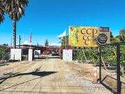 Fiesta de la Vendimia se realizará por primera vez en la Cooperativa Control Pisquero