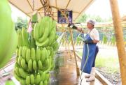 El banano de Ecuador arranca 2026 con alza en sus exportaciones