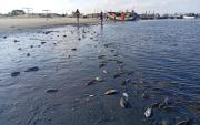Alerta en Piura: cientos de peces quedan varados en playa de Sechura